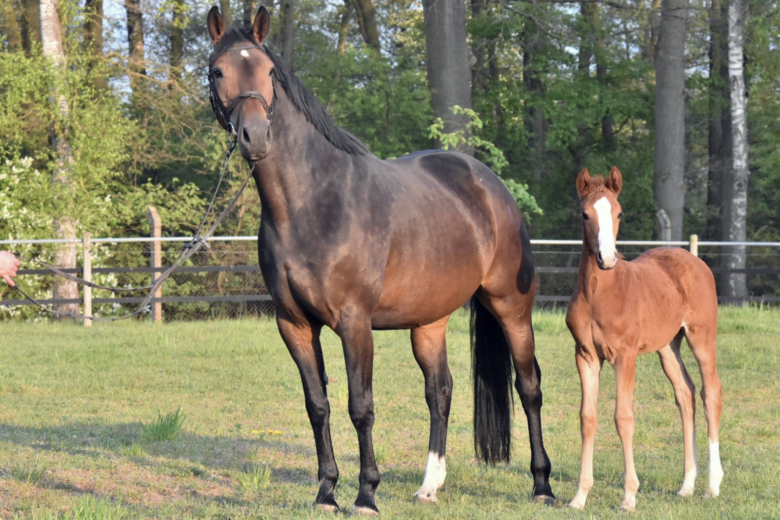 Mare in breeding preparation